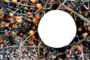 White round ball like clay sculpture resting on twigs, quince and stones