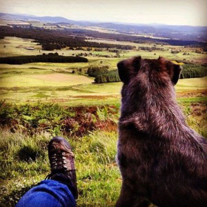 A dog in the highlands. © Matt Hulse