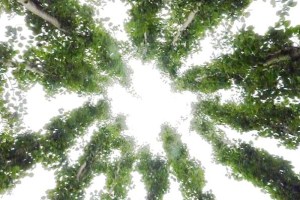 Poplar tree telescope.