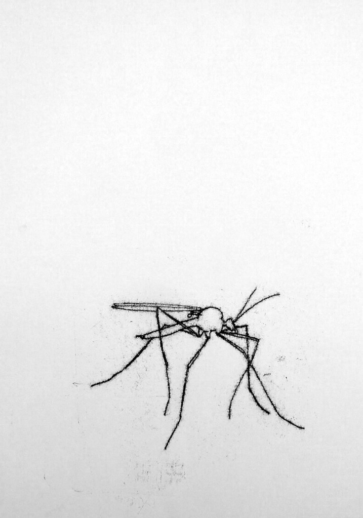 Ink drawing of crane fly