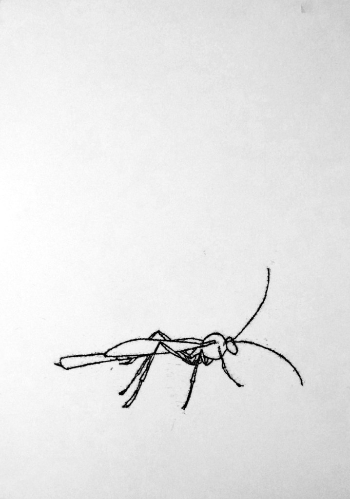 Ink drawing of long insect with antennae, parasitic was