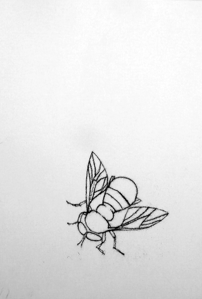 Sera James Irvine, Pine hoverfly, Ink monotype