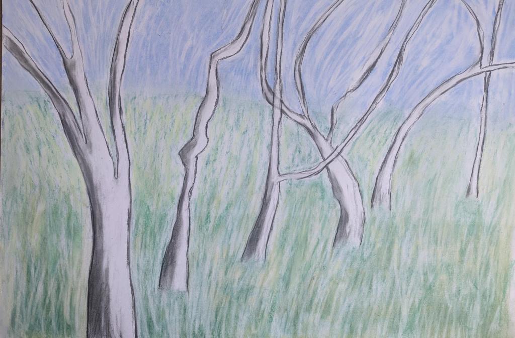 Painting of several bending tree trunks in black and white with green grass and blue sky. Soft pastels and charcoal by artist Sera James Irvine.